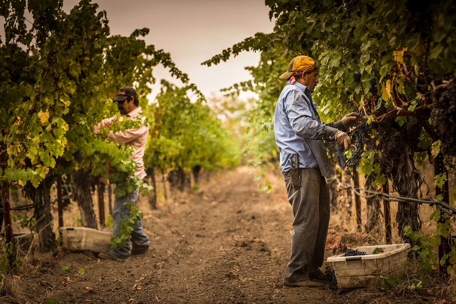 Harvest Cabernet Sauvignon in Rutherford |  Grgich Hills