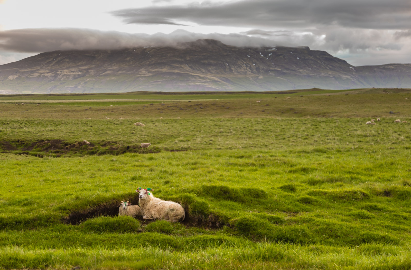 Lamb in its land in Iceland