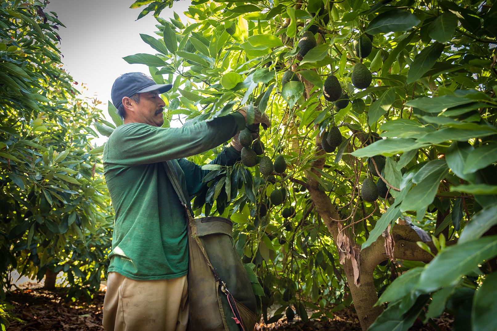 Avocado Harvest at Refugio Ranch in Goleta, California 