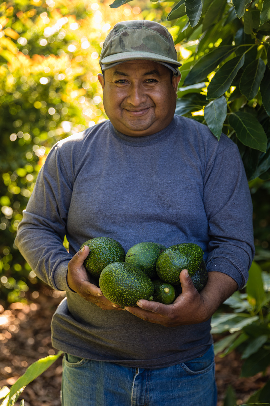 Farmer with his avocados at the Refugio Farm in Goleta CA