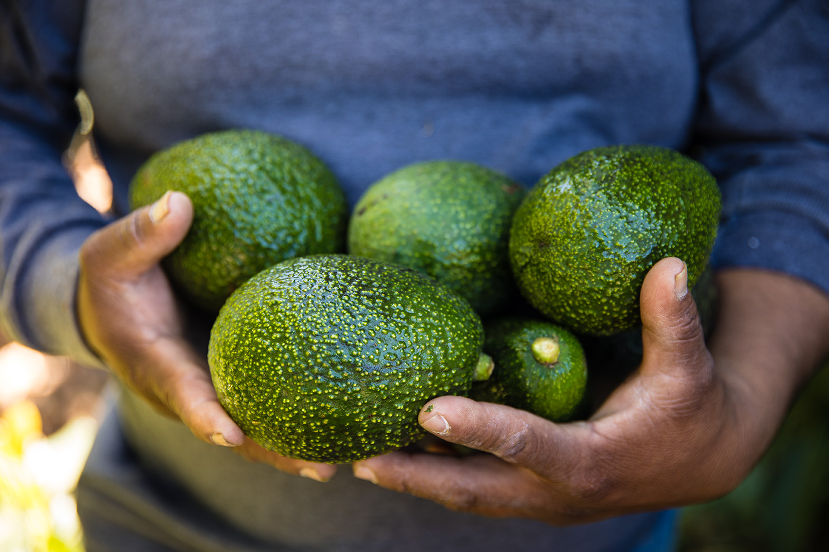 Fresh Avocados, just picked from the trees