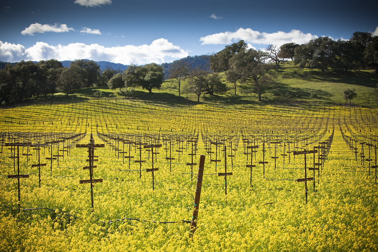 Mustard Flowers