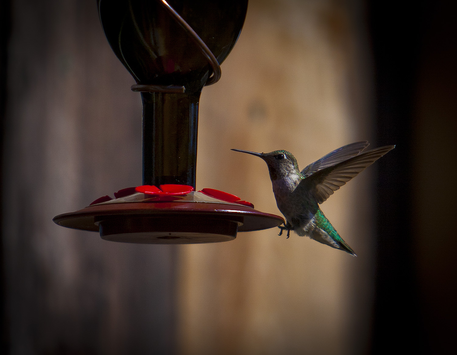 Hummingbird at Moshin Vineyards