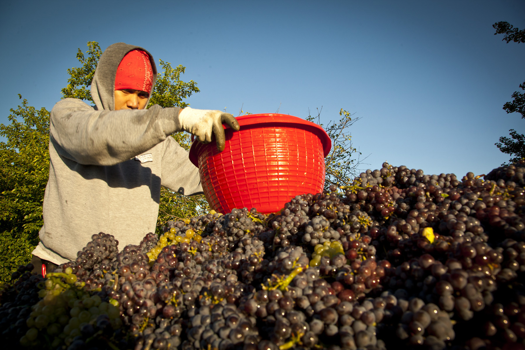 Pinot Grigio Harvest