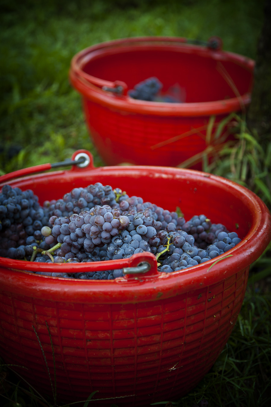 Pinot Grigio Grapes in Buckets