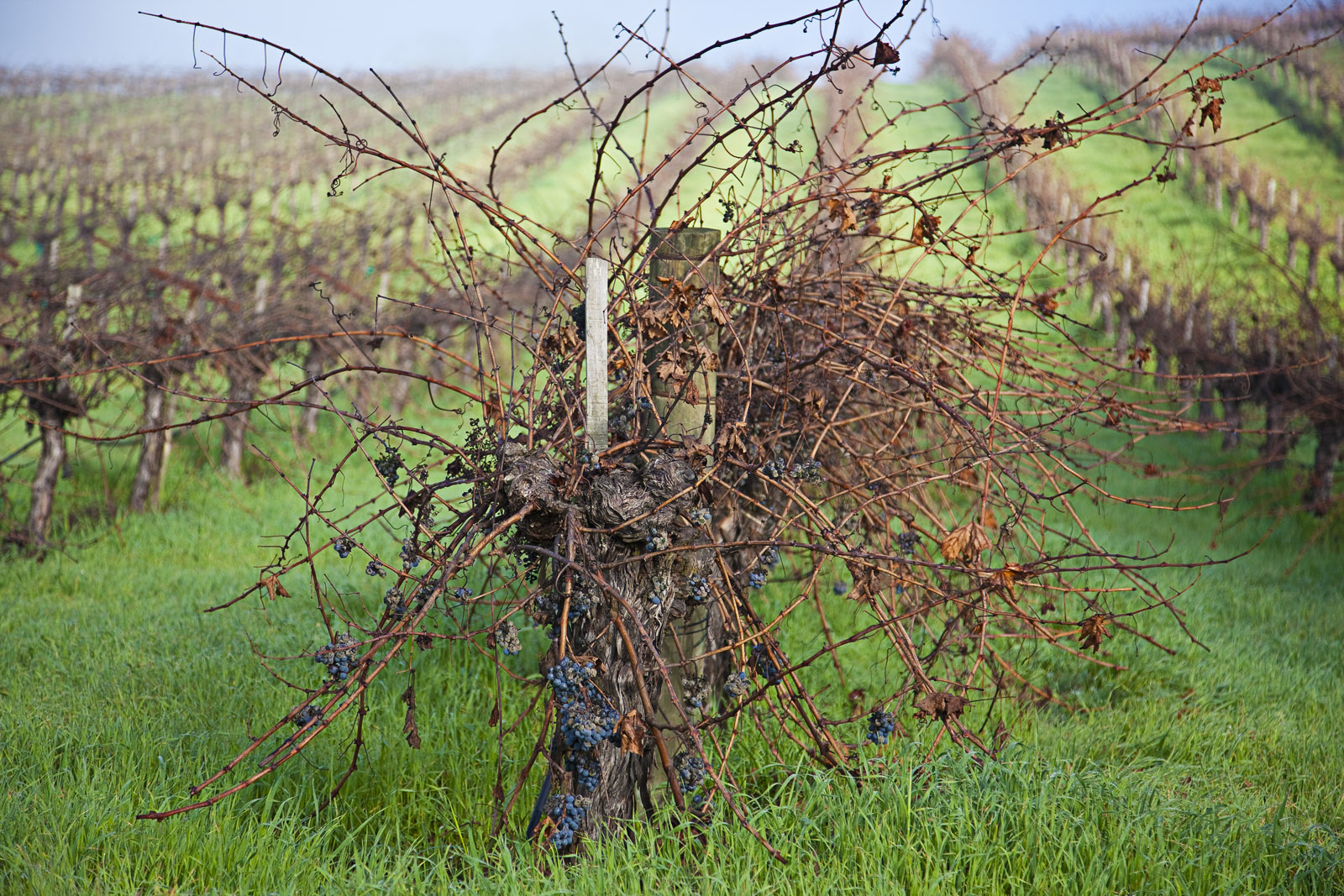 Carneros Vines in Winter