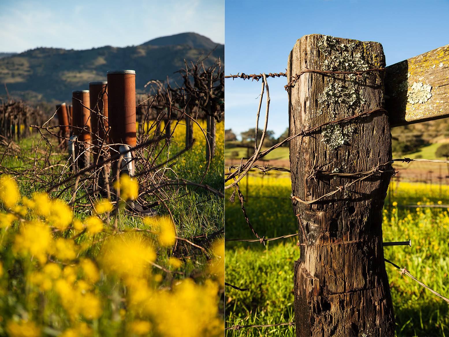 Firebonds Napa Valley: Rocco Studio Photography