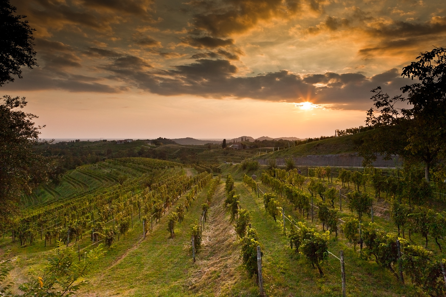 Vineyards Colli Orientali del Friuli