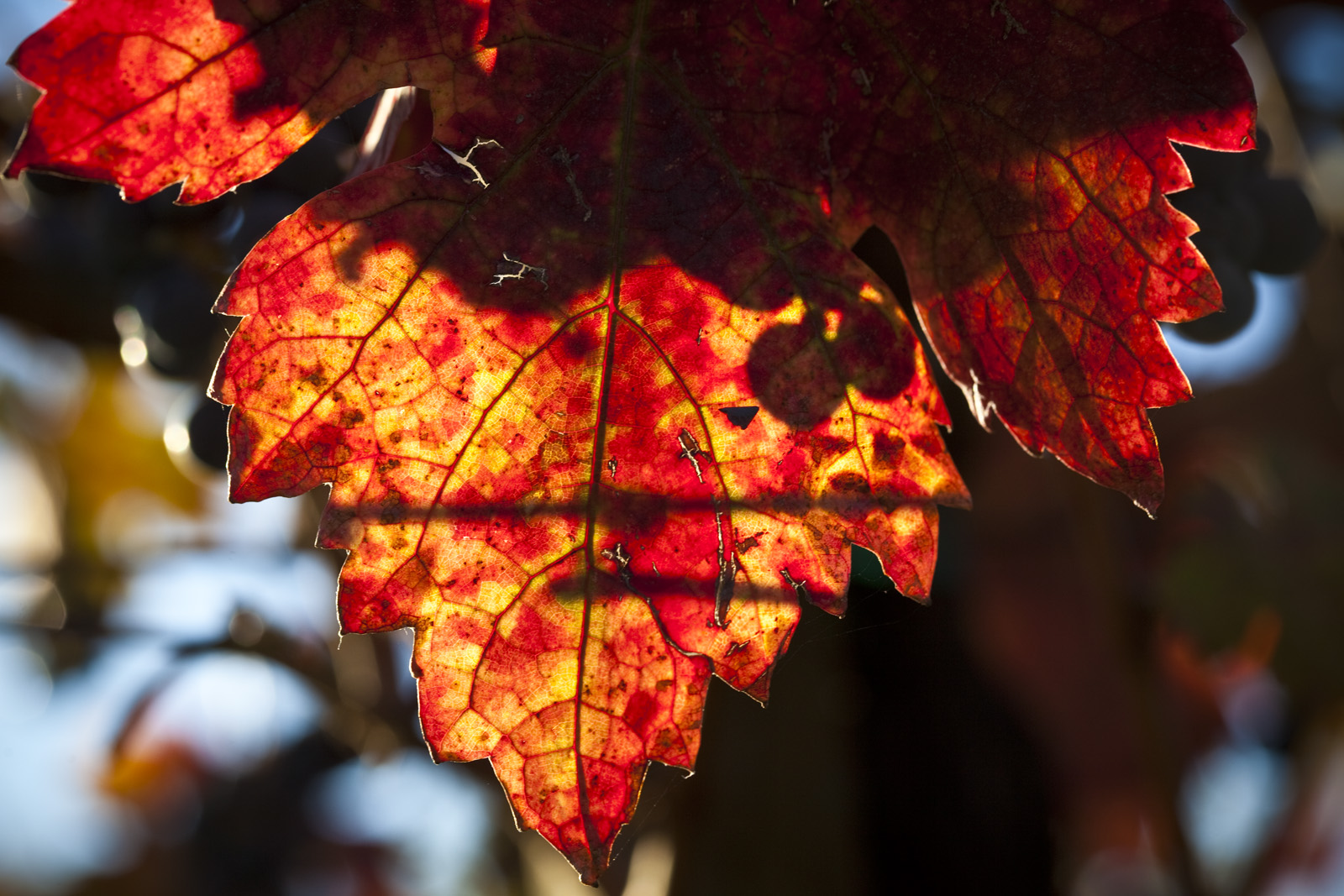Grape Leaf Shadow: Rocco Studio Photography