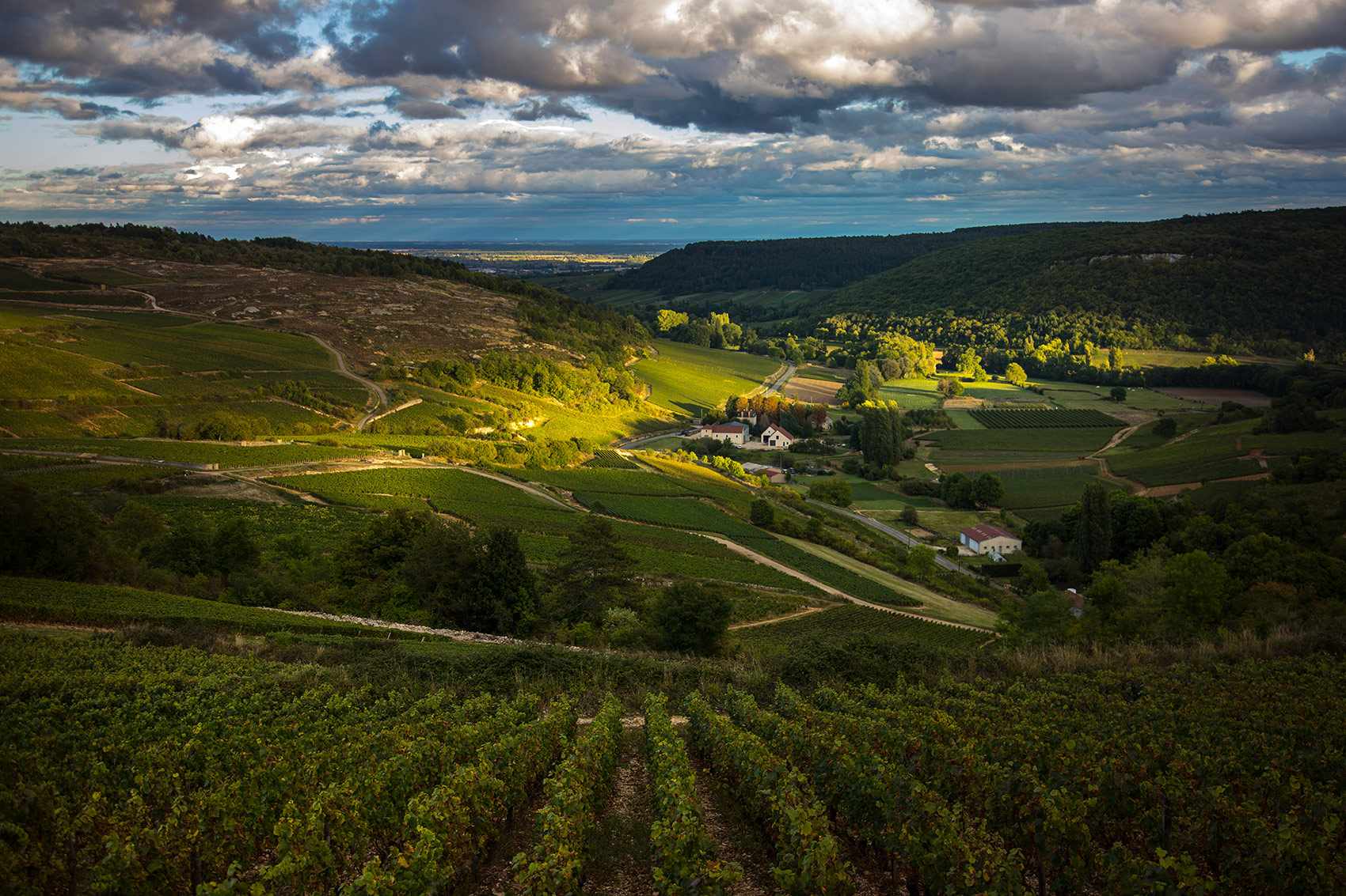 Bourgogne Landscape at Sunset and Vineyards