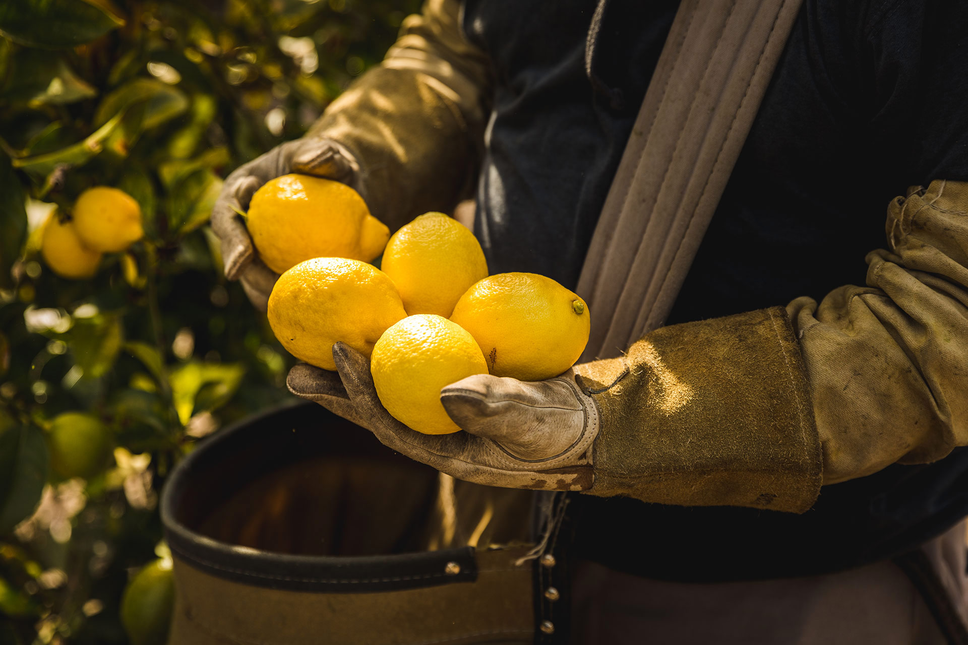 lemon-harvest-california