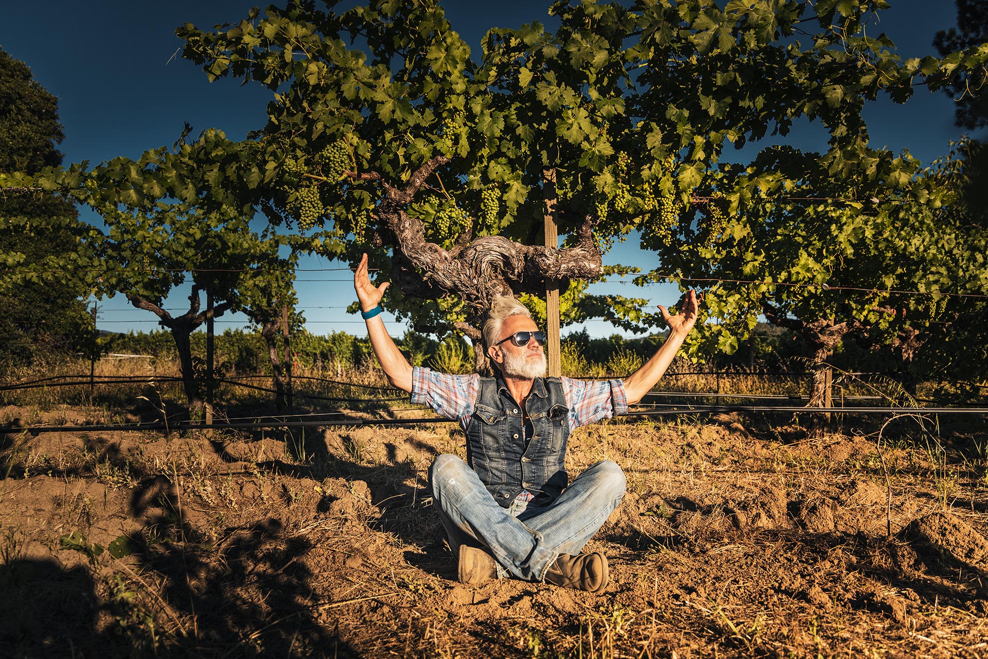 Wine Photographer: Marco Simonit Master of pruning in Napa Valley