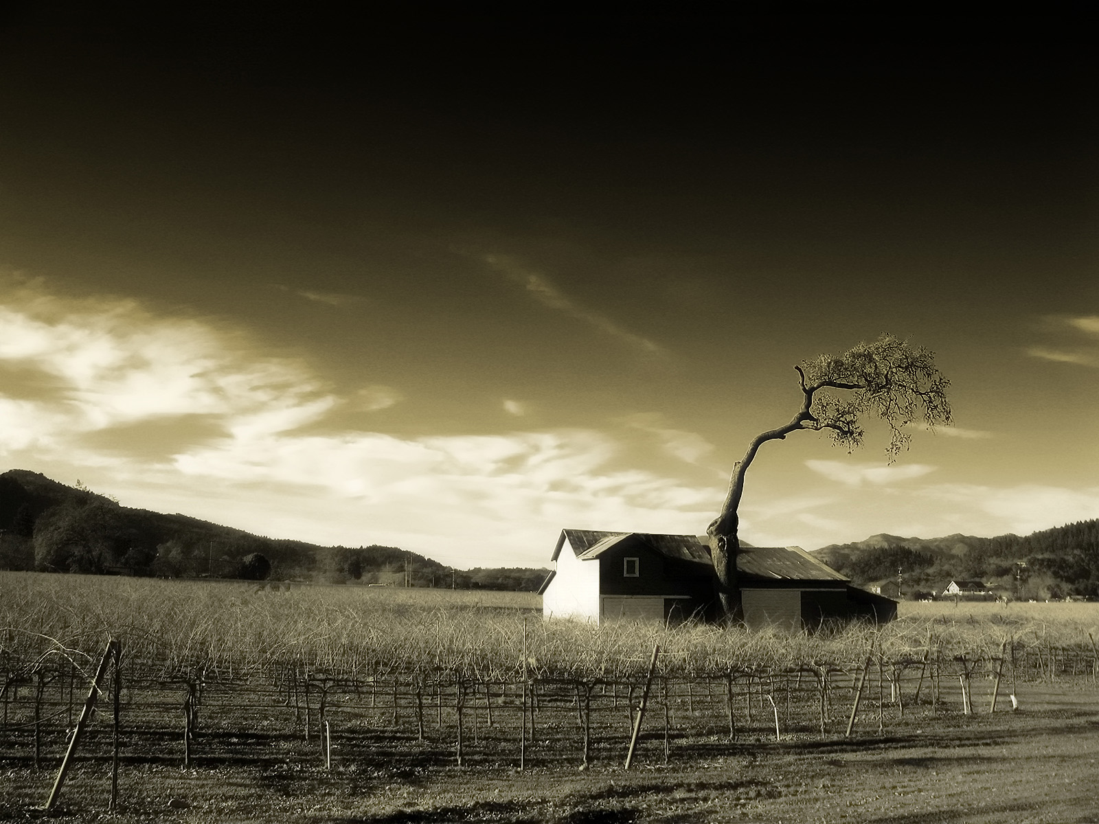 Old Tree and Barn