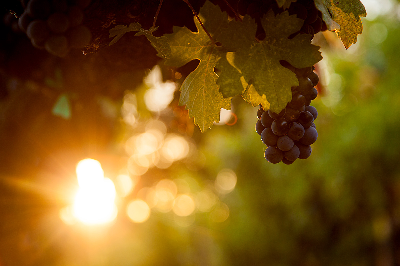 Old Zinfandel Grape