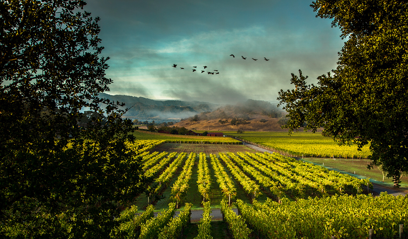 Screaming Eagle from Silverado Trail - Silverado Trail, Napa Valley.