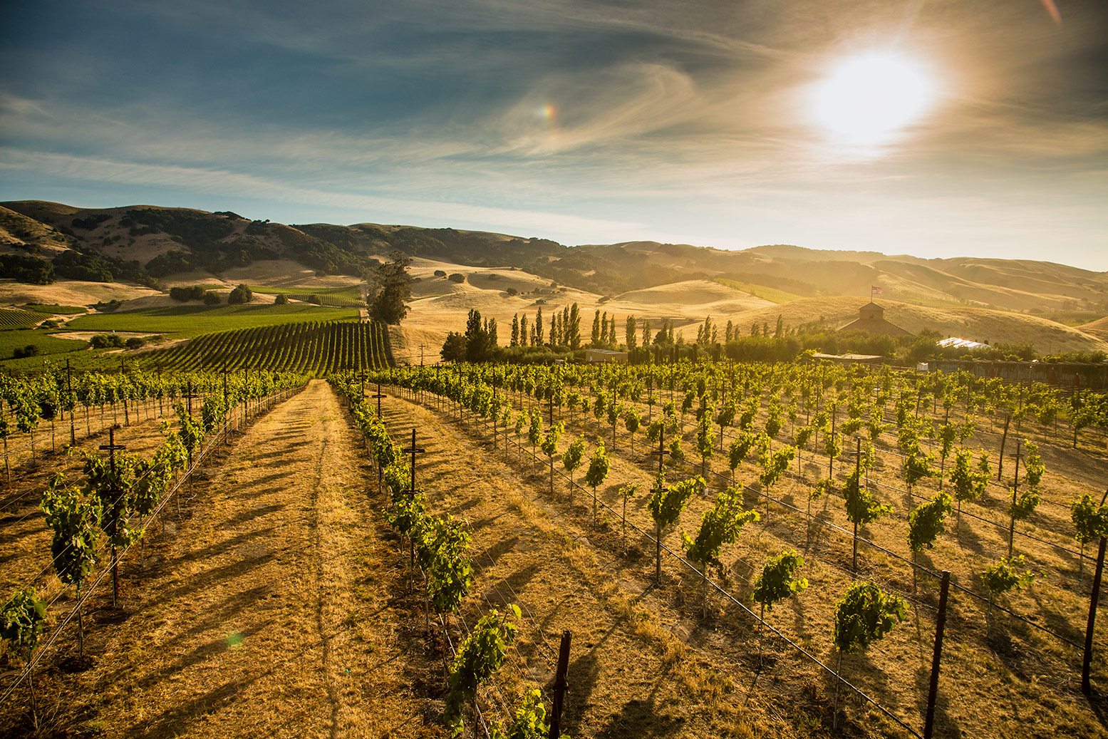 Viansa Winery - Vineyards at Sunset: Rocco Ceselin Photography