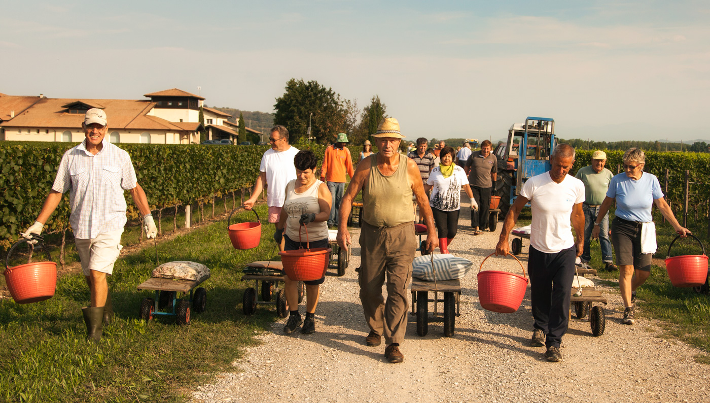 Vie di Romans. Friuli. Harvest Time
