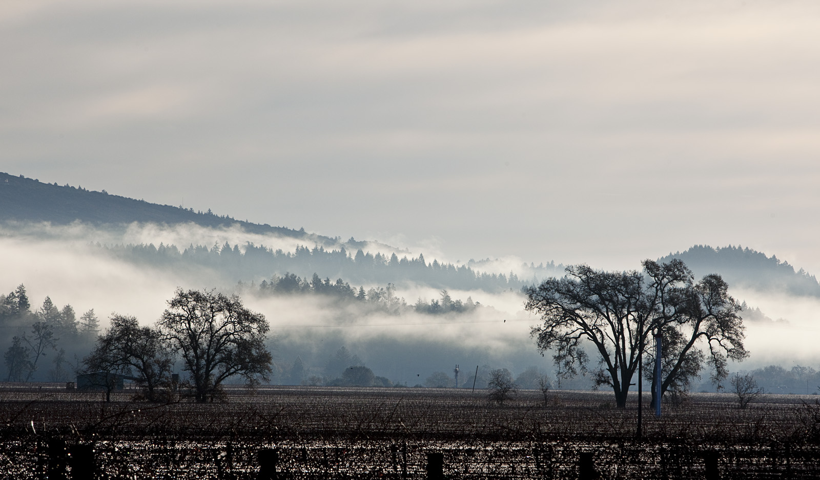 Calistoga Vineyards in Winter, Napa Valley: : Rocco Studio Photography